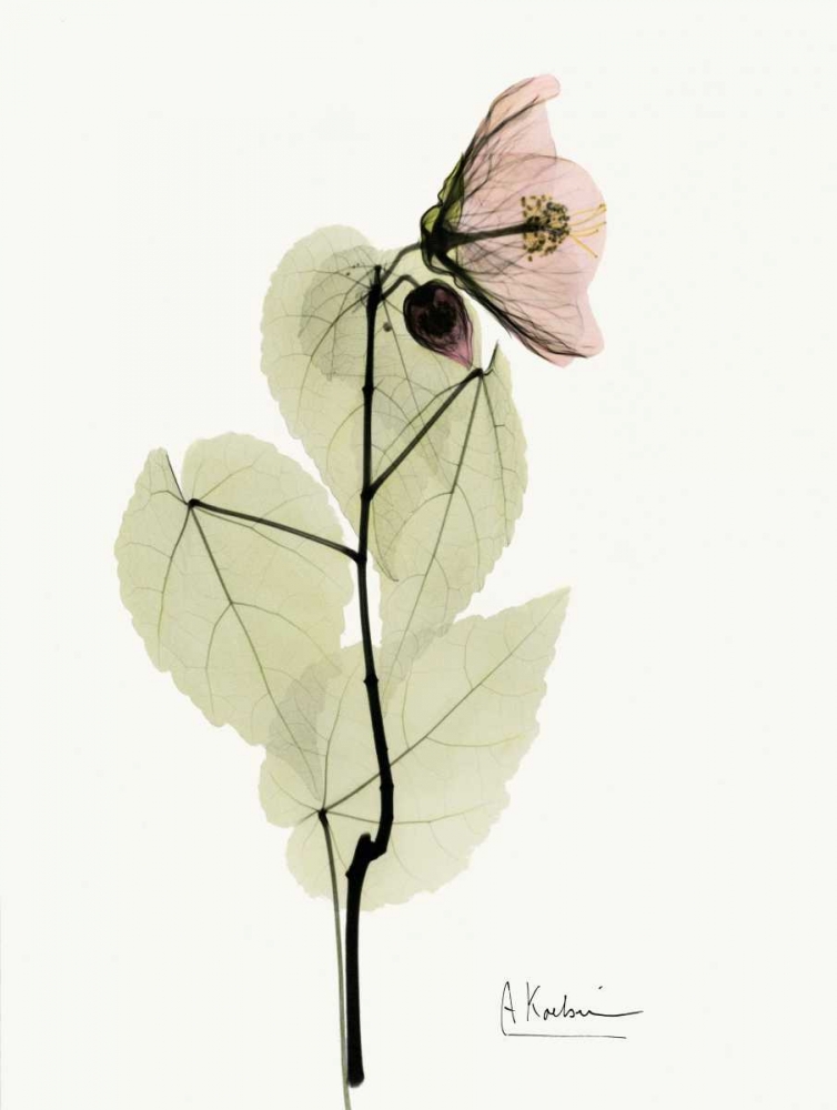 Wall art: Abutulon, by Koetsier, Albert