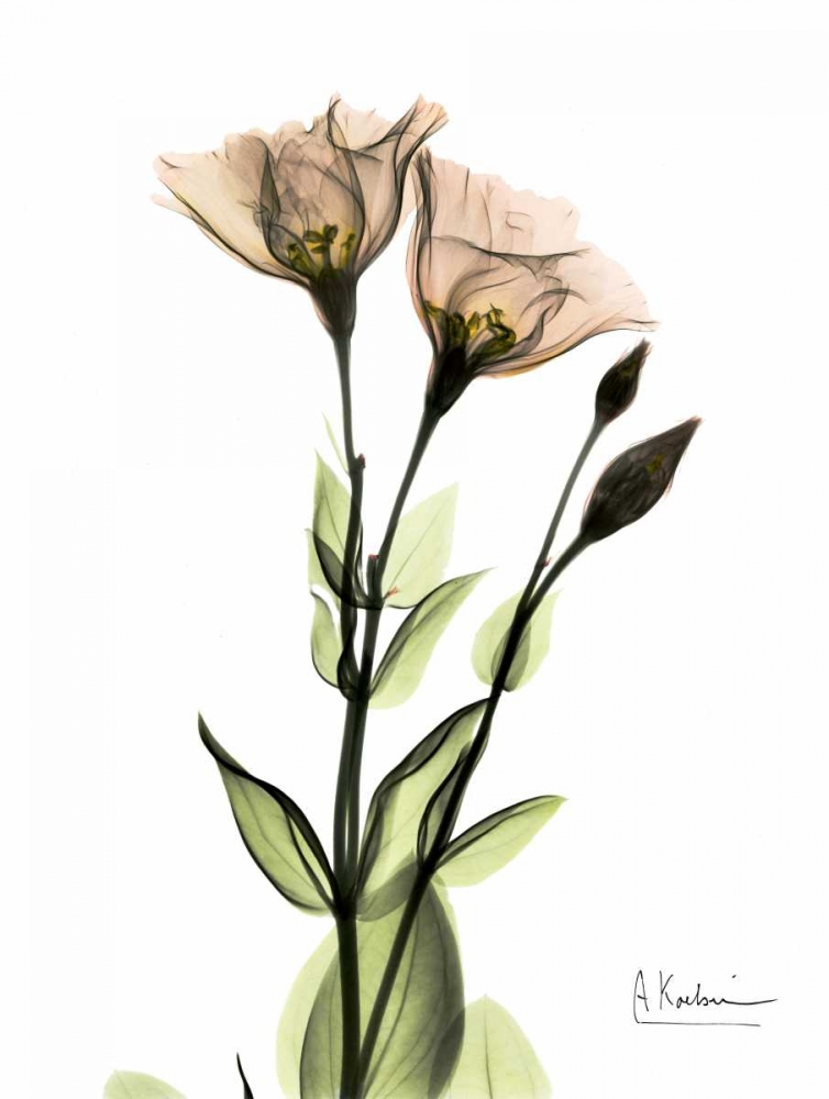 Wall art: Gentian 2, by Koetsier, Albert