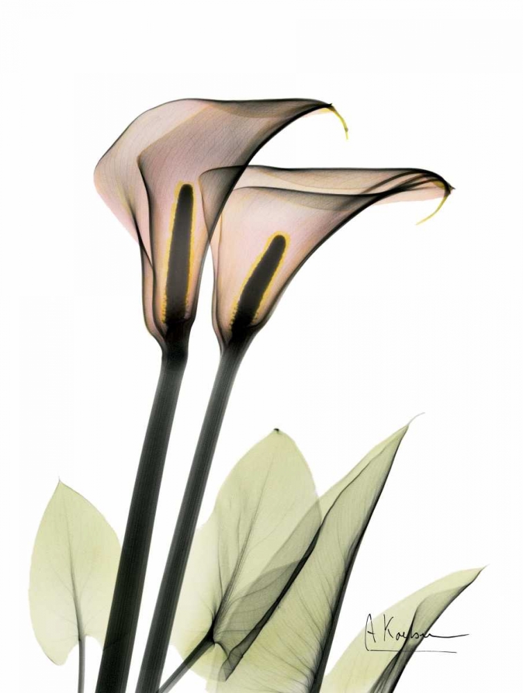 Wall art: Calla Lily Pair, by Koetsier, Albert