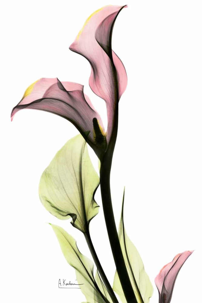 Wall art: Calla Lily in Pink, by Koetsier, Albert