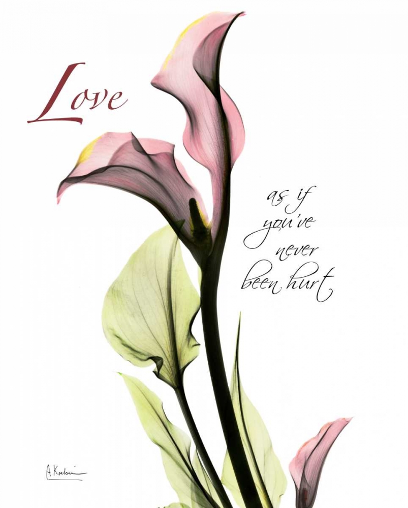 Wall art: Calla Lily in Pink - Love, by Koetsier, Albert