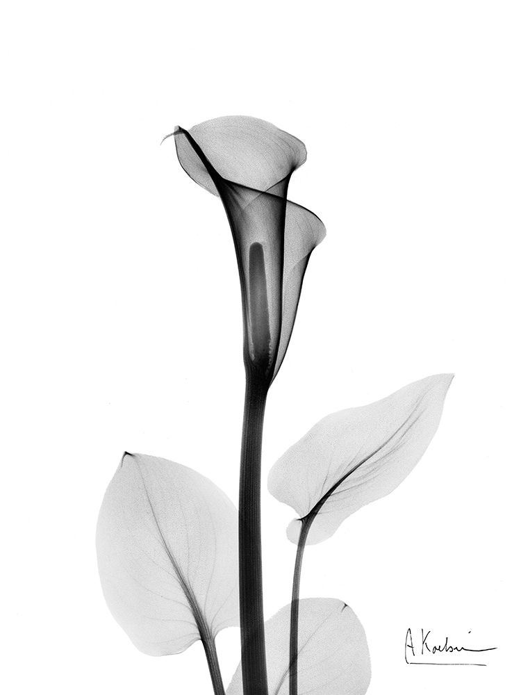 Wall Art Painting id:633345, Name: Calla Lily, Artist: Koetsier, Albert