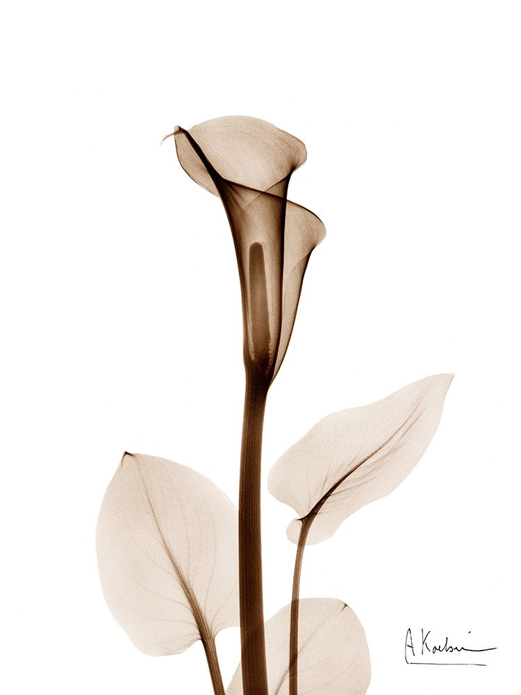 Wall Art Painting id:633346, Name: Calla Lily, Artist: Koetsier, Albert