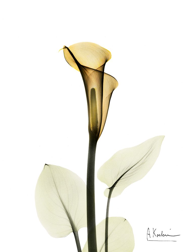 Wall Art Painting id:633344, Name: Calla Lily, Artist: Koetsier, Albert