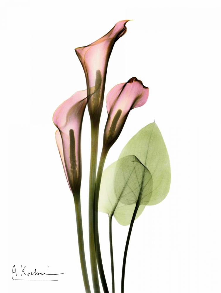 Wall art: Calla Lily Bouquet in Pink, by Koetsier, Albert