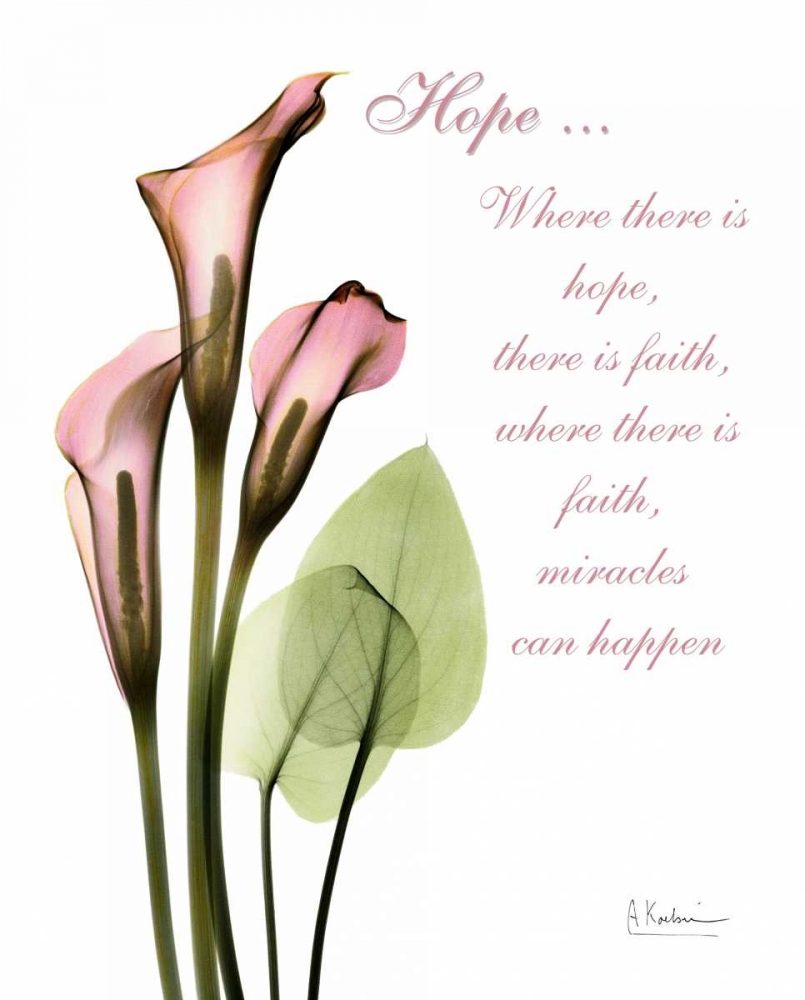Wall art: Calla Lily in Pink - Hope, by Koetsier, Albert