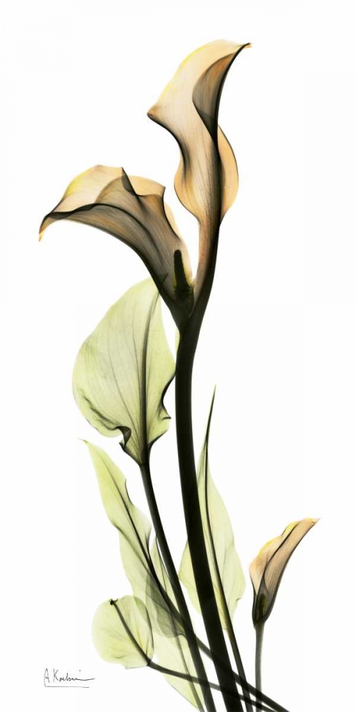 Wall Art Painting id:47575, Name: Calla Lily, Artist: Koetsier, Albert