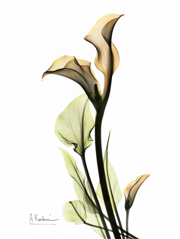 Wall art: Calla Lily Duo, by Koetsier, Albert