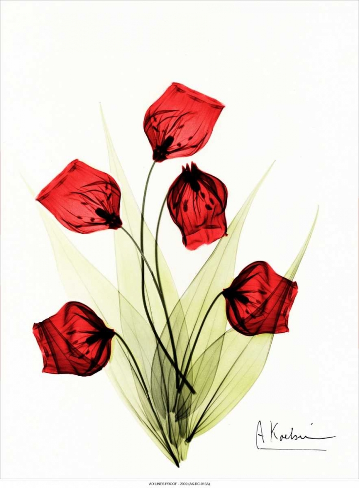 Wall art: Sandersonia in Red 2, by Koetsier, Albert