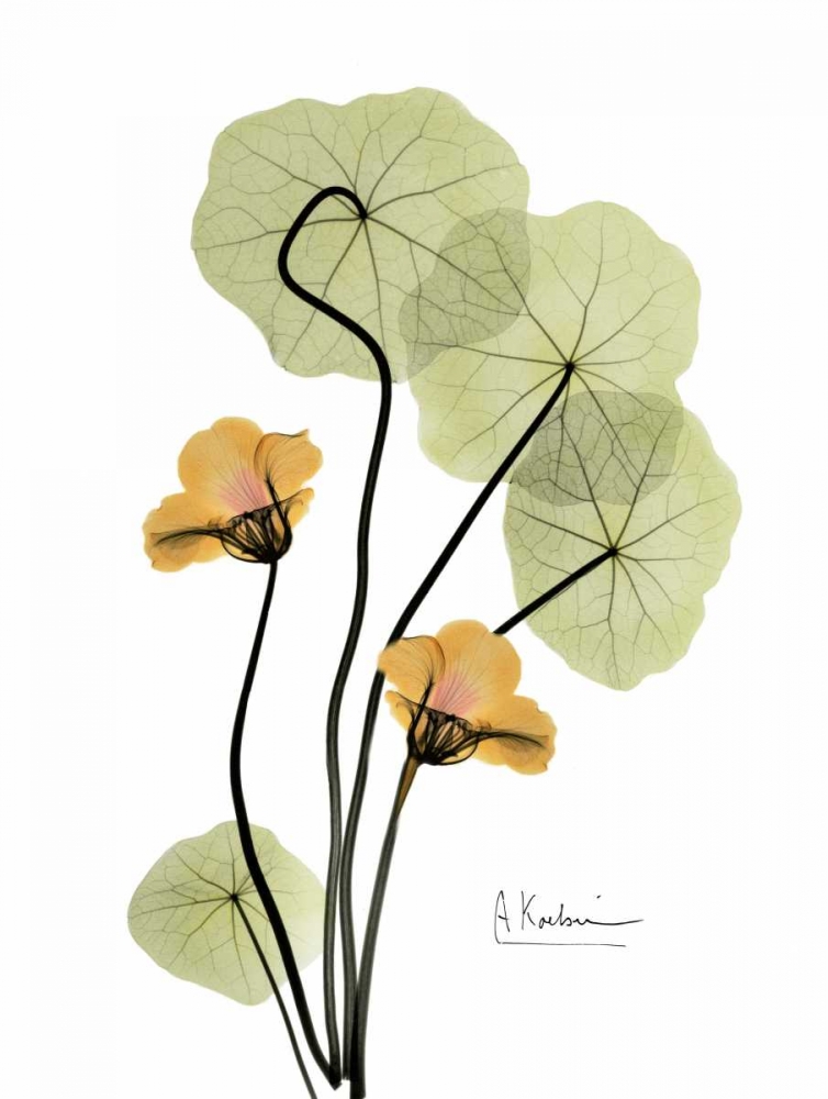 Wall art: Nasturtium in Yellow 2, by Koetsier, Albert