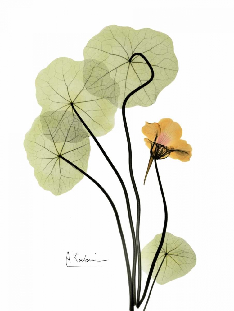 Wall art: Nasturtium in Yellow, by Koetsier, Albert
