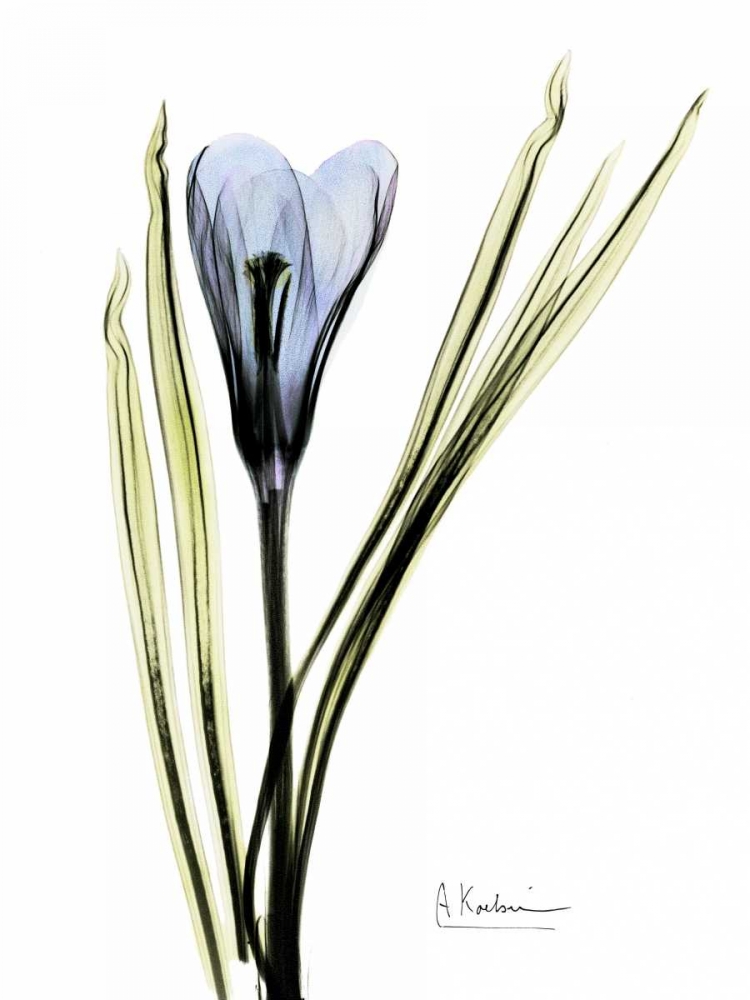 Wall art: Crocus in Blue, by Koetsier, Albert