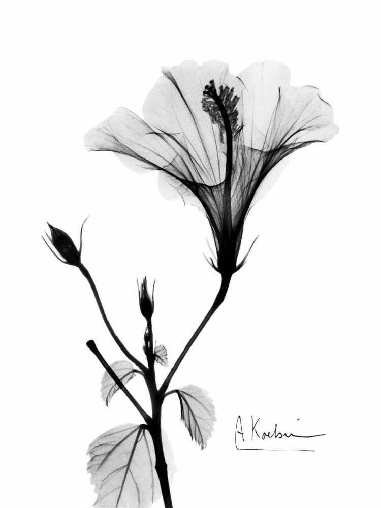 Wall Art Painting id:37243, Name: Hibiscus , Artist: Koetsier, Albert