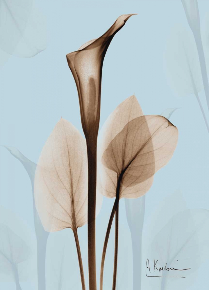 Wall Art Painting id:22182, Name: Calla Lily Brown on Blue 2, Artist: Koetsier, Albert