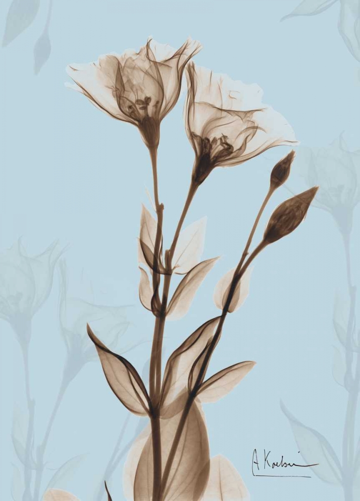 Wall Art Painting id:22184, Name: Tulips Brown on Blue, Artist: Koetsier, Albert