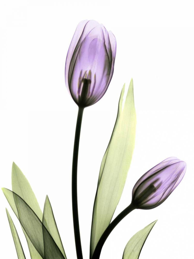 Wall art: Purple Tulips, by Koetsier, Albert