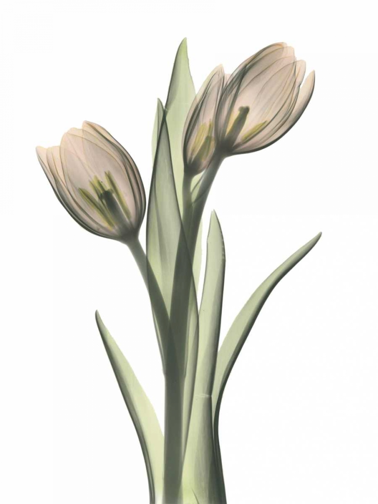 Wall Art Painting id:22187, Name: Tulip Pair in Color, Artist: Koetsier, Albert