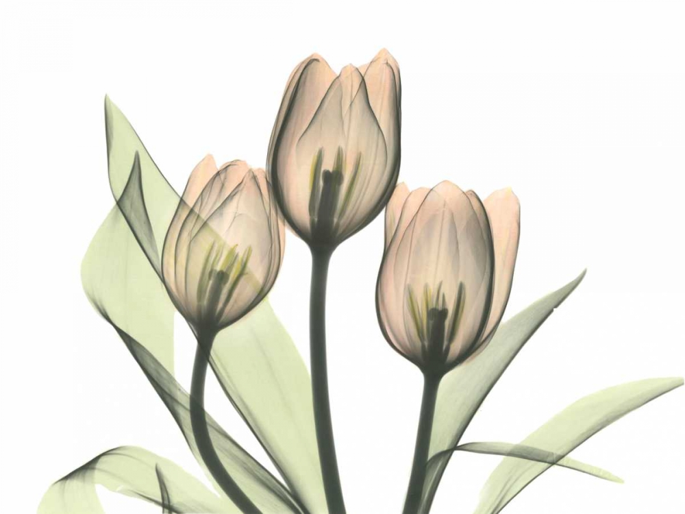 Wall art: Tulips Three in Color, by Koetsier, Albert
