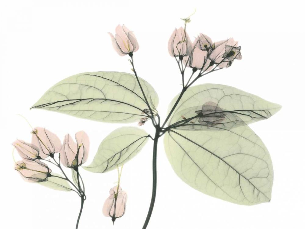 Wall Art Painting id:22199, Name: Bleeding Heart in Color, Artist: Koetsier, Albert