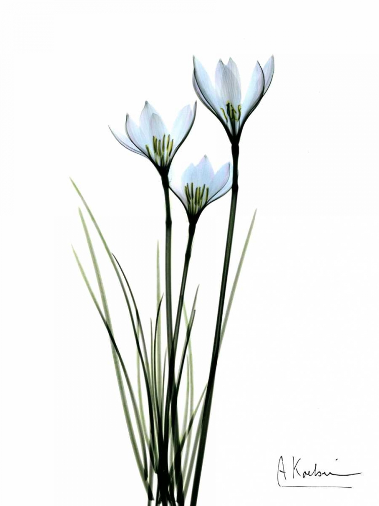 Wall Art Painting id:22207, Name: White Rain Lily, Artist: Koetsier, Albert