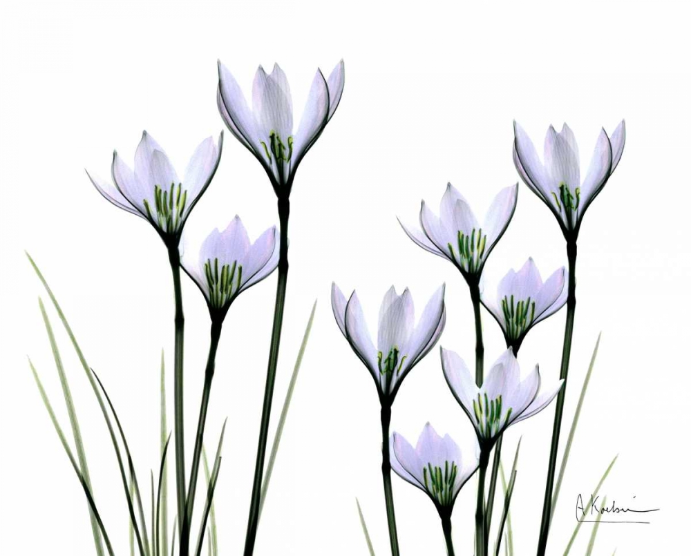 Wall Art Painting id:22209, Name: White Rain Lily in Bloom, Artist: Koetsier, Albert
