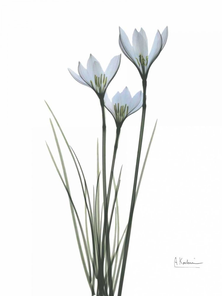 Wall Art Painting id:22206, Name: White Rain Lily, Artist: Koetsier, Albert