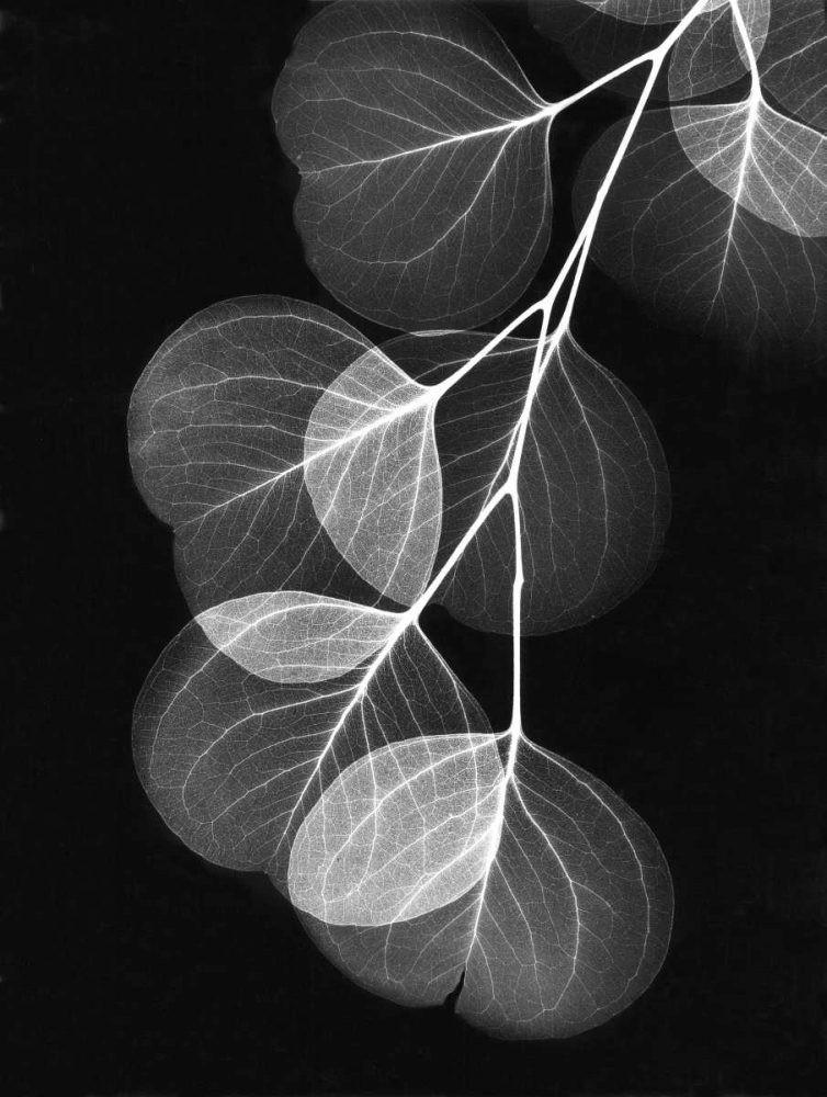 Wall Art Painting id:22220, Name: Eucalyptus on Black, Artist: Koetsier, Albert