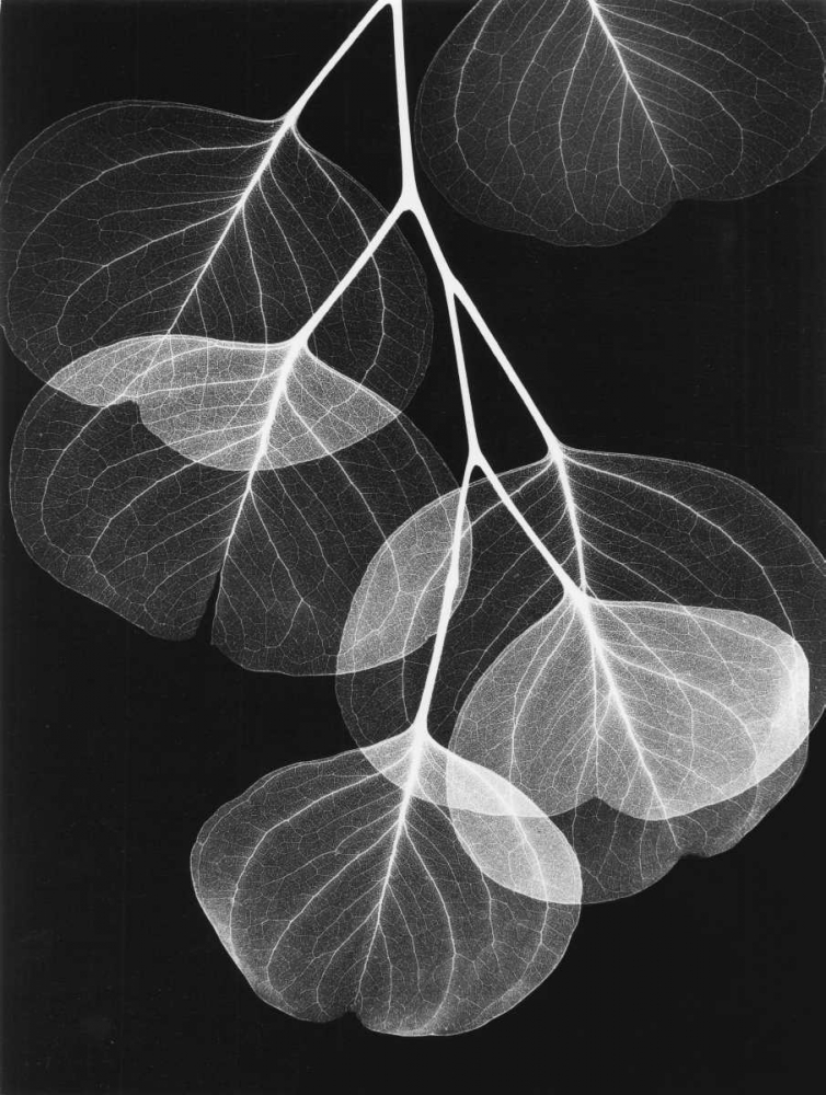 Wall Art Painting id:22221, Name: Eucalyptus on Black 2, Artist: Koetsier, Albert