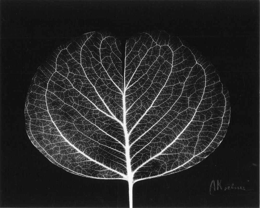 Wall Art Painting id:22222, Name: Eucalyptus Close Up on Black, Artist: Koetsier, Albert