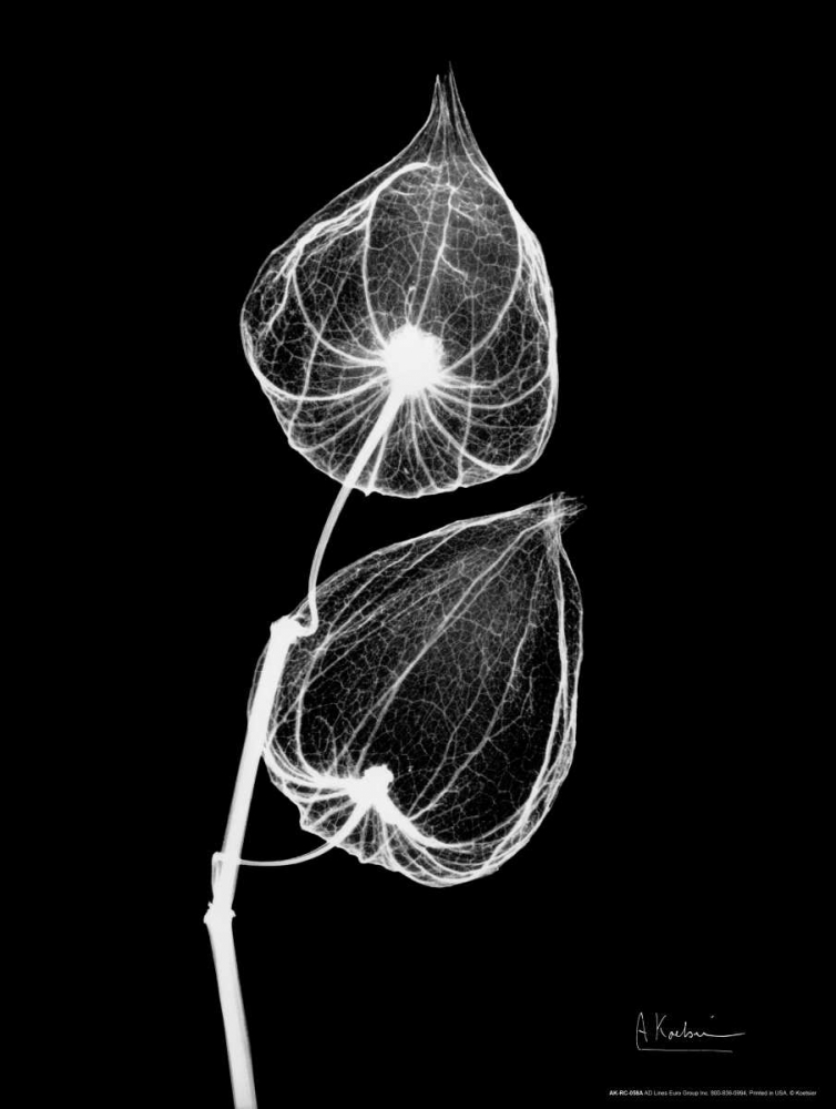 Wall Art Painting id:22228, Name: Sandersonia Close Up on Black, Artist: Koetsier, Albert