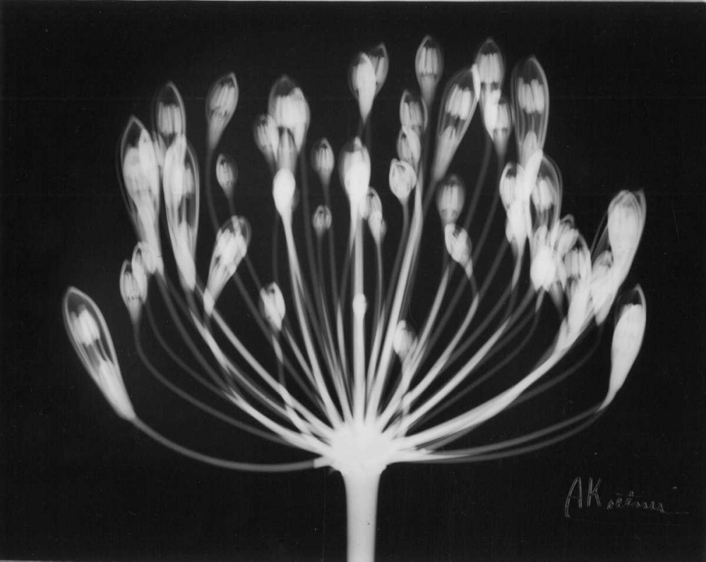 Wall Art Painting id:22229, Name: Lily of the Nile, Artist: Koetsier, Albert