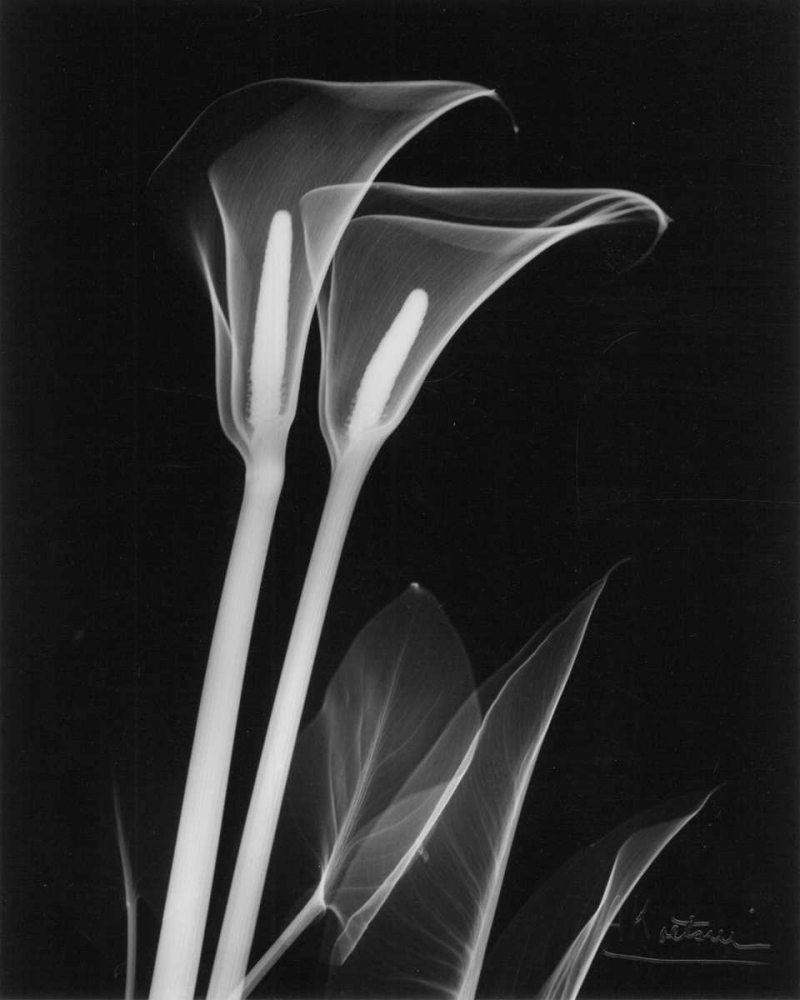 Wall Art Painting id:22231, Name: Calla Lily Close Up on Black, Artist: Koetsier, Albert