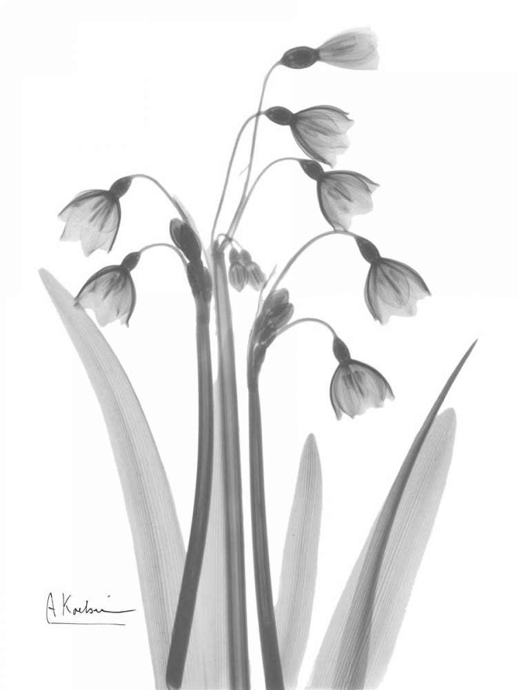 Wall Art Painting id:22255, Name: Snow Drop in BandW, Artist: Koetsier, Albert