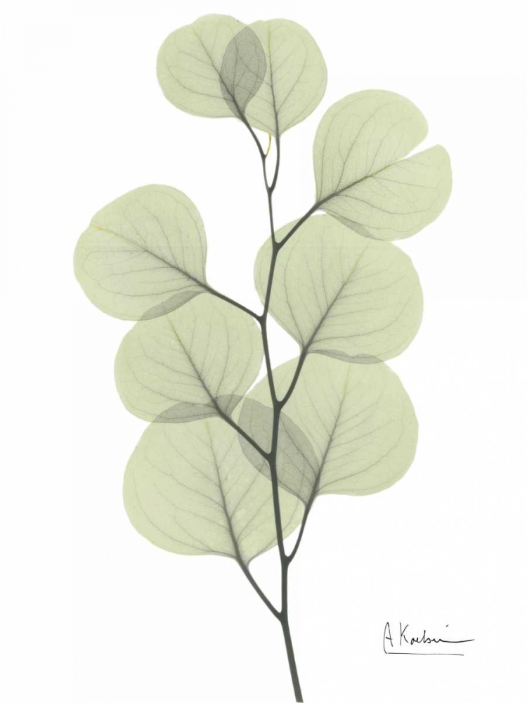 Wall Art Painting id:22264, Name: Eucalyptus in Pale Green, Artist: Koetsier, Albert