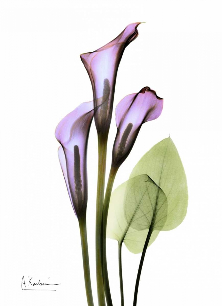 Wall Art Painting id:22267, Name: Calla Lily in Full Bloom, Artist: Koetsier, Albert