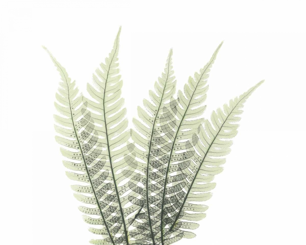 Wall Art Painting id:22283, Name: Tree Fern in Green 2, Artist: Koetsier, Albert