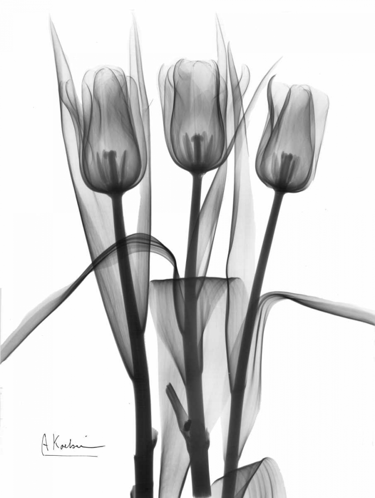Wall Art Painting id:22292, Name: Triplet Tulips in BandW, Artist: Koetsier, Albert