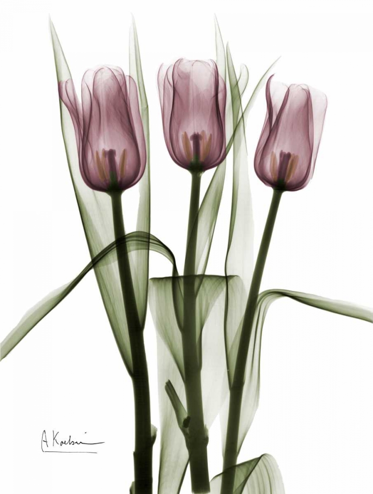 Wall art: Triplet Tulips in Color, by Koetsier, Albert