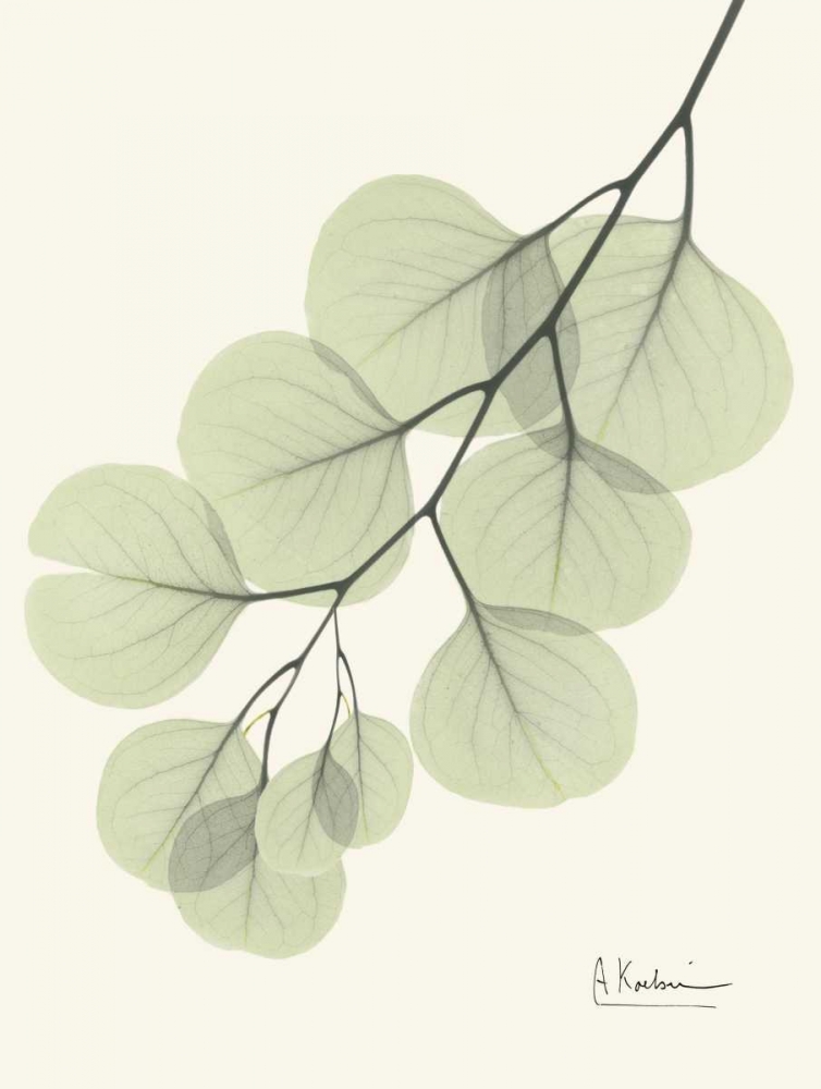Wall Art Painting id:22310, Name: Eucalyptus Leaves in Green, Artist: Koetsier, Albert