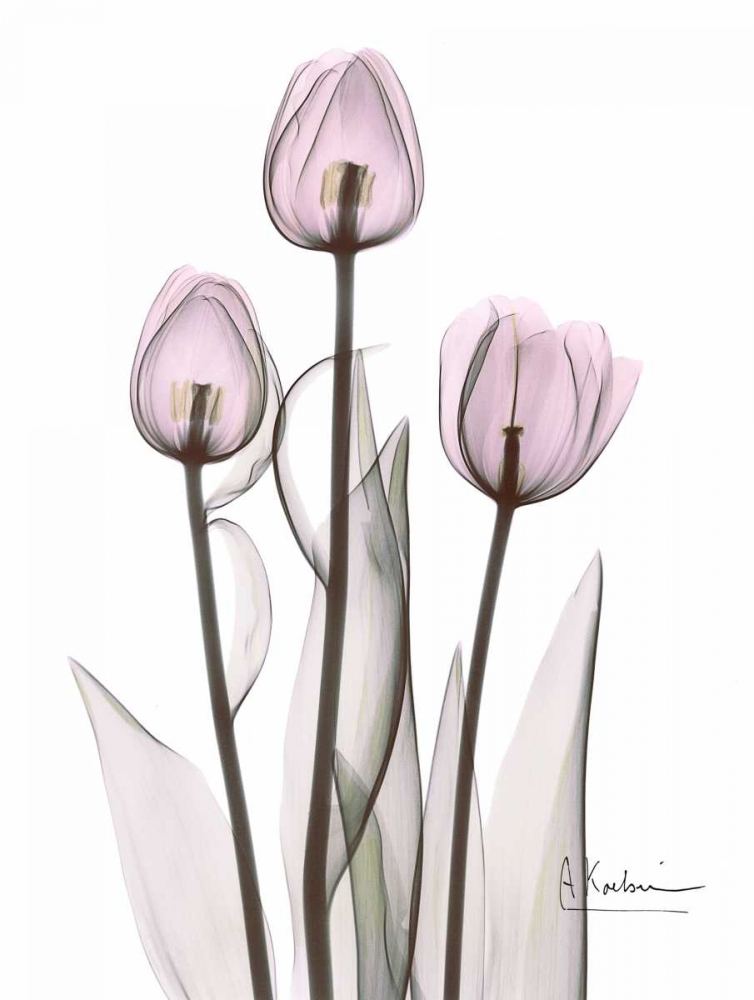 Wall Art Painting id:22315, Name: Early Tulips in Lavender, Artist: Koetsier, Albert
