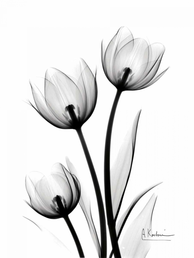 Wall Art Painting id:86111, Name: Tulips High Contrast, Artist: Koetsier, Albert