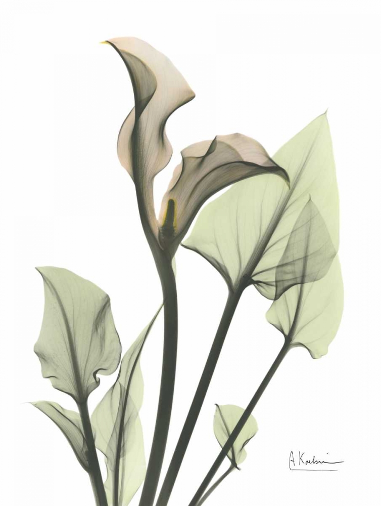 Wall Art Painting id:22353, Name: Calla Lily in Green, Artist: Koetsier, Albert