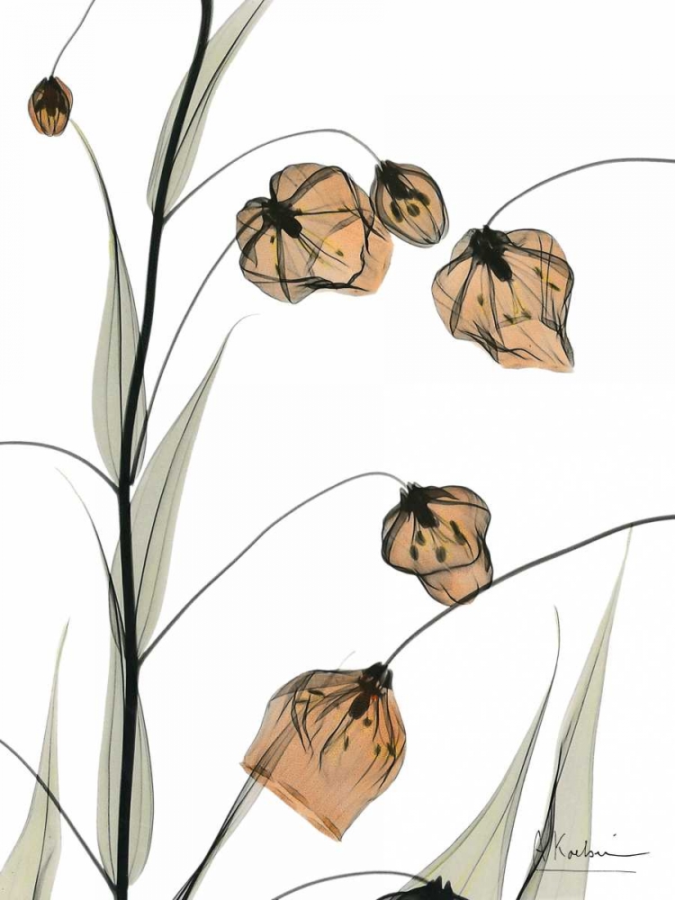 Wall Art Painting id:22402, Name: Sandersonia in Bloom, Artist: Koetsier, Albert