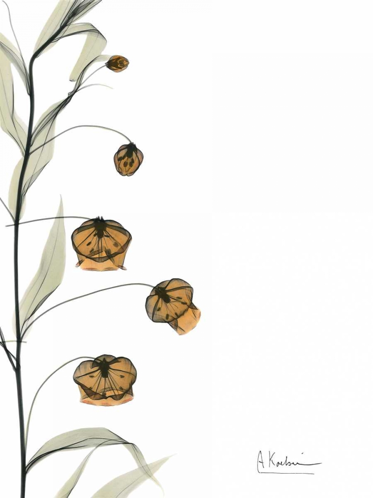 Wall Art Painting id:22403, Name: Sandersonia Bouquet  in Bloom, Artist: Koetsier, Albert