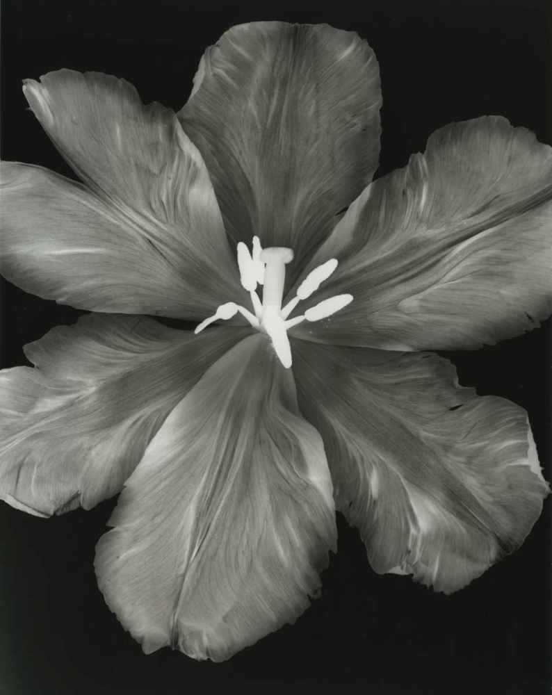 Wall Art Painting id:21707, Name: Big Blossom I, Artist: Koetsier, Albert