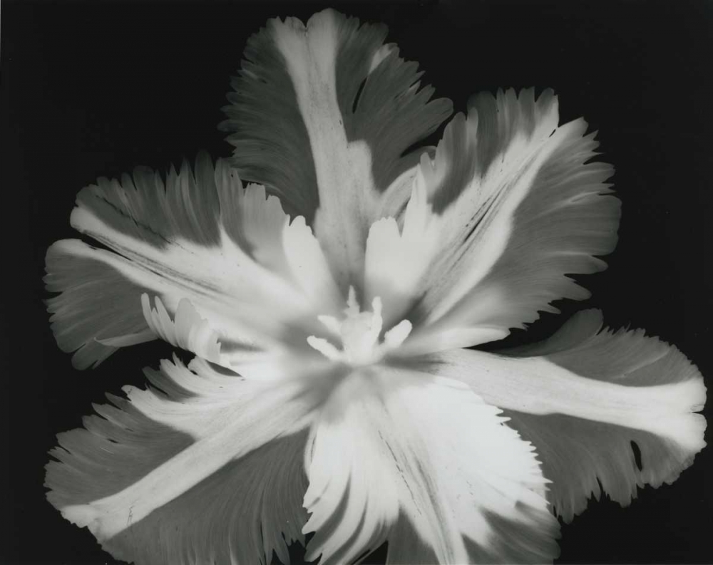 Wall Art Painting id:21708, Name: Big Blossom II, Artist: Koetsier, Albert