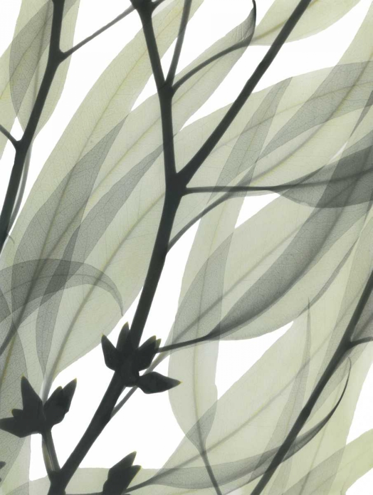 Wall Art Painting id:161258, Name: Eucalyptus Safari, Artist: Koetsier, Albert