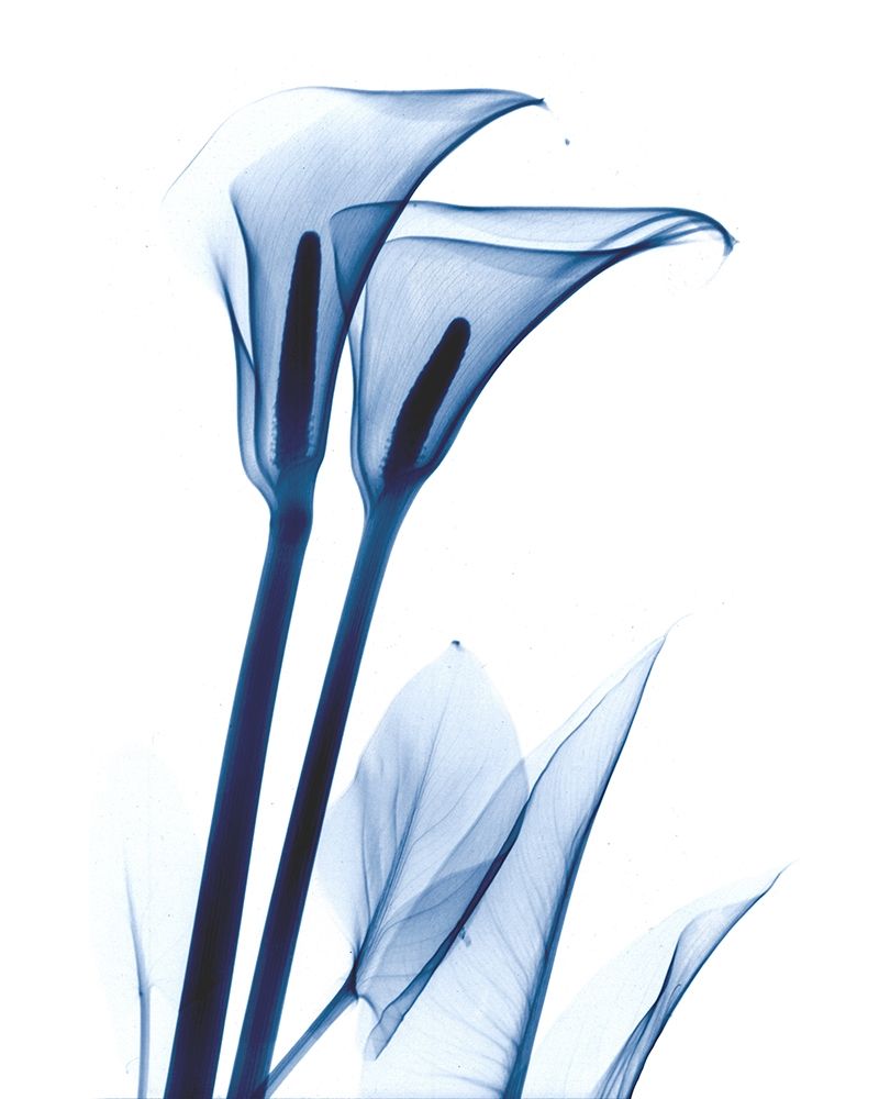Wall Art Painting id:222384, Name: Calla Lily Indigo, Artist: Koetsier, Albert