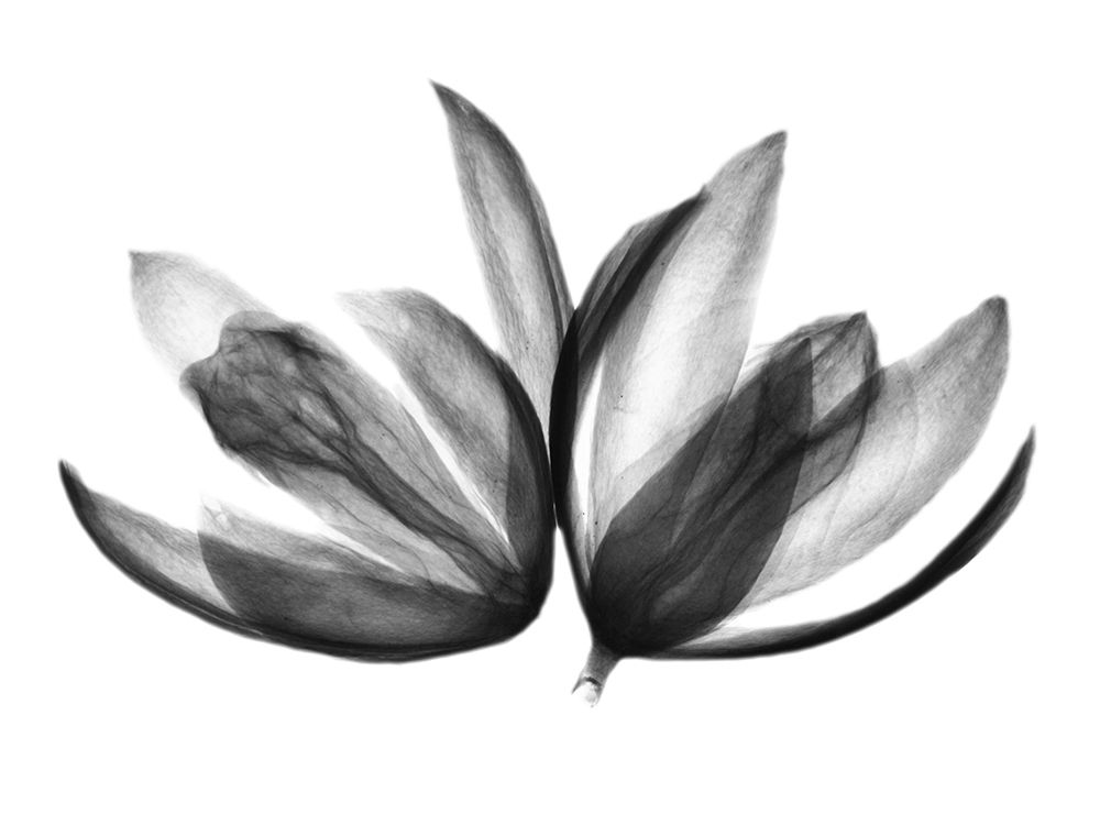 Art Print: Prehistoric Eggs