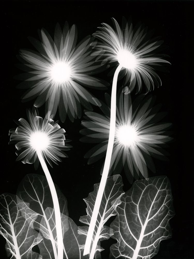 Wall Art Painting id:240503, Name: Shinning Florals, Artist: Koetsier, Albert